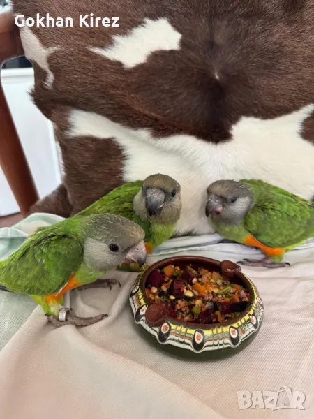 Папагали Сенегалски , снимка 1