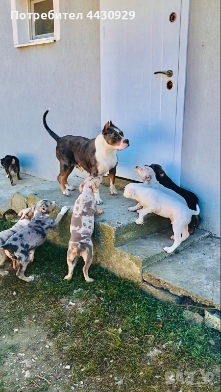 American Bully XL, снимка 1