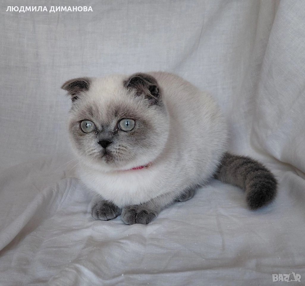 Шотландско момиче със сини очи , снимка 1