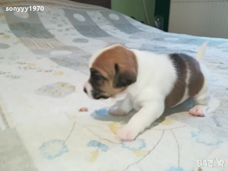 ТЪРСИМ ЖЕНСКА ЗА ДЖАК ЗА РАЗПЛОД 2603250737, снимка 1