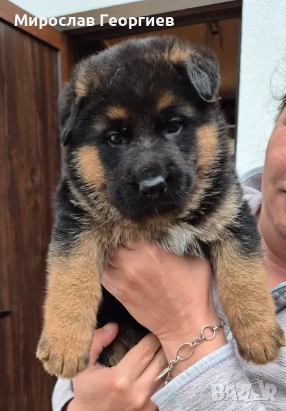Немски овчарки , снимка 1