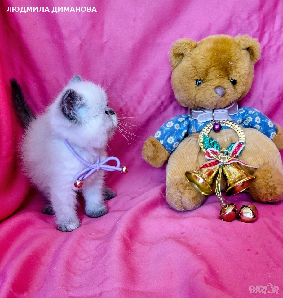 Екзотично момиче със сини очи. , снимка 1