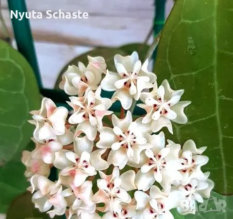 Хоя Elliptica splash, снимка 1