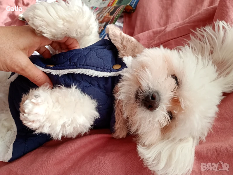 Малтийска болонка търси партньорка, снимка 1