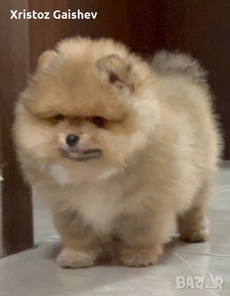 Продавам мъжки померан , снимка 1
