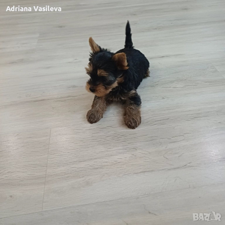 Йоркширски териер , снимка 1