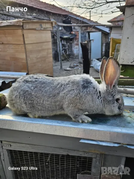 Продавам зайци, снимка 1