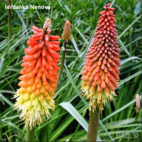 КНИФОФИЯ, снимка 1