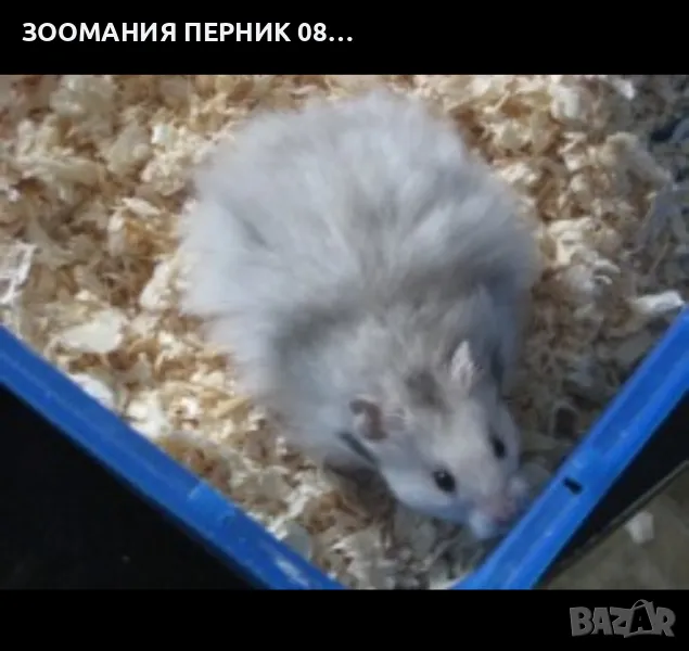 хамстери , снимка 1