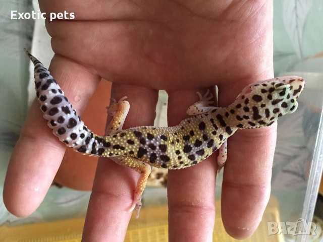 Леопардов гекон, , снимка 6 - Гекон - 52913924