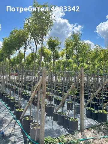 Кълбовидна Акация, снимка 2 - Градински цветя и растения - 50583723