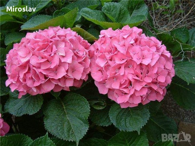 Хортензия 4 налични цвята, снимка 6 - Градински цветя и растения - 14777207