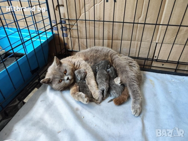 Британска късокосмести, снимка 2 - Британска късокосместа - 51896874