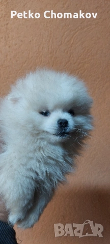 померан, снимка 6 - Померан - 53143079