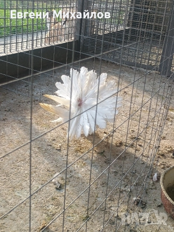 Фенерлии, снимка 2 - Гълъби - 52358162