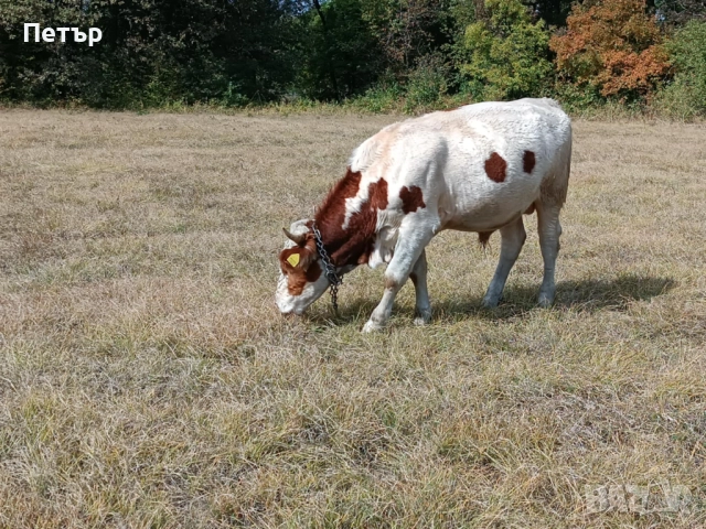 Продавам крави и телета, снимка 3 - Други животни - 51890171