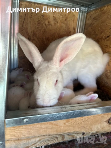 Зайци за месо и разплод, снимка 14 - Други - 50191126