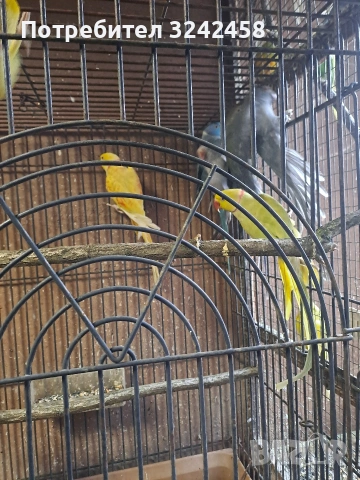 Продавам папагали, снимка 3 - Папагали - 53056720
