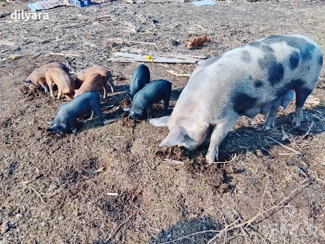 Продавам малки прасенца