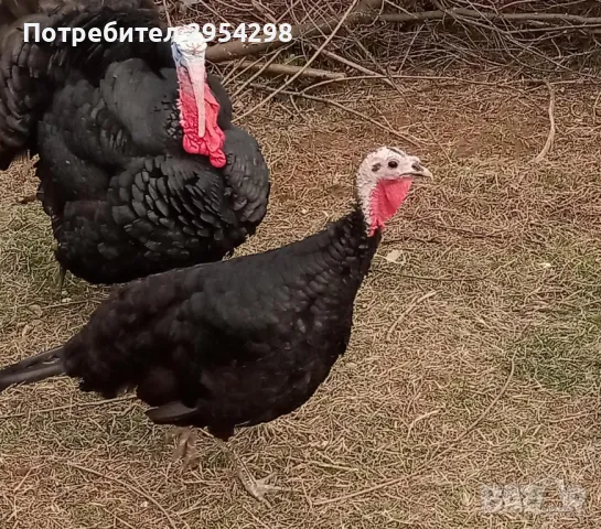 Пуйки Артисан разплодни яйца , снимка 3 - Кокошки и пуйки - 49325366