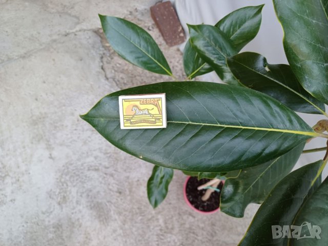  Разкрасете Градината и дома си със QUEEN Магнолия Grandiflora вечнозелена 140 см, снимка 4 - Подаръци за жени - 44087498