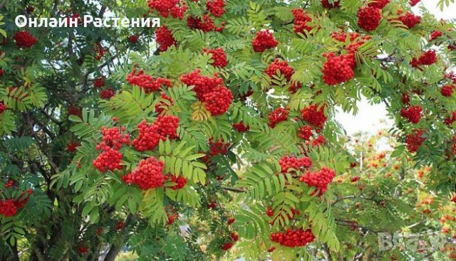 Офика - Sorbus aucuparia