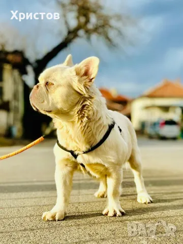 мъжки флуфита за разплод ( френски булдог)., снимка 16 - Френски булдог - 48804880