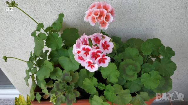 Мушкато Бългаско, снимка 5 - Стайни растения - 49927171