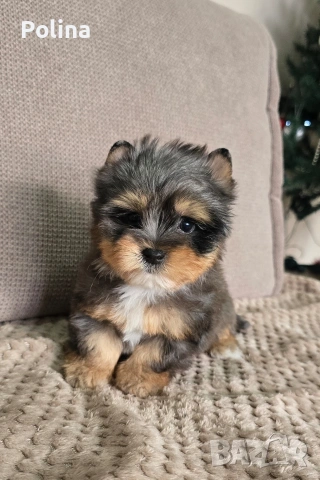 Момче Блумерле 