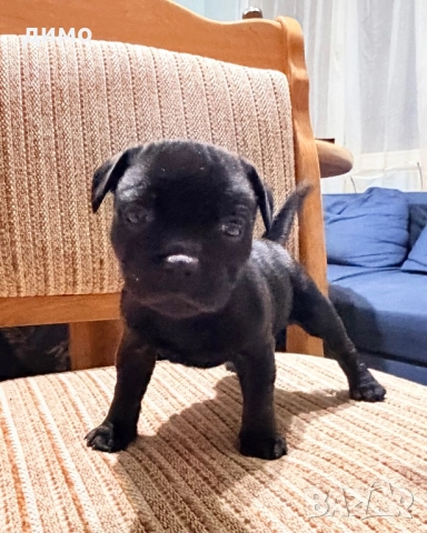 Английски стафордширски бултериер