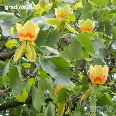 Лирово дърво (Liriodendron), снимка 6 - Разсади - 49395145