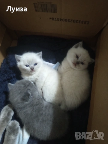 Продавам британки, снимка 8 - Британска късокосместа - 53459247