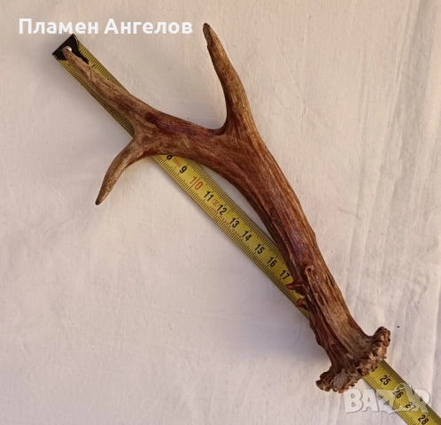 Трофей-рога от сръндак, снимка 8 - Декорация за дома - 52260402