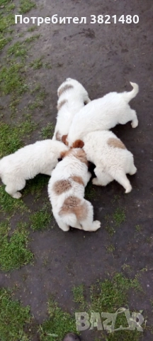 Каракачански кученца 