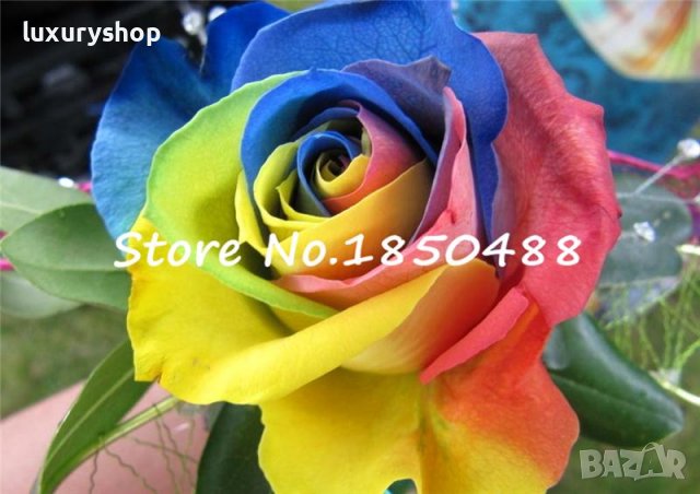 БЕЗПЛАТНА ДОСТАВКА! 100 броя семена на многоцветна, роза, " ДЪГА ", дъгова "Rare, Rose, Seeds