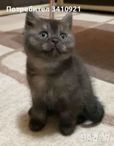 британско късокосместо момче , снимка 1