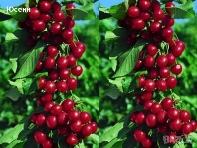 Овощни дръвчета , снимка 7 - Градински цветя и растения - 47826481