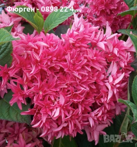 Хортензия Принцеса Даяна - Hydrangea princess Diana, снимка 4 - Разсади - 50962201