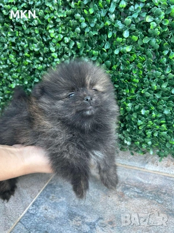 Померан с първа ваксина и паспорт , снимка 4 - Померан - 51940550