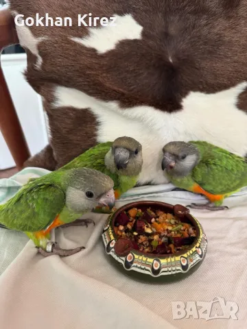 Папагали Сенегалски , снимка 1
