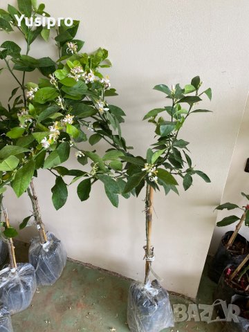 Лимон Мандарина Портокал Помело Лайм Лаймкуат Кумкуат Мандаринкуат, снимка 4 - Градински цветя и растения - 34694760