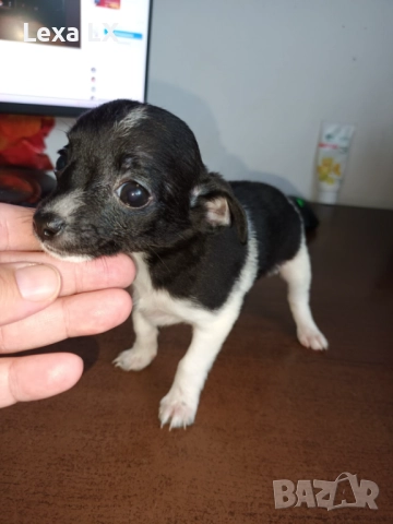 кученца кръстоста мини пинчер/чихуахуа