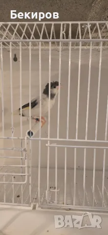 продавам канари , снимка 8 - Канари - 48365197