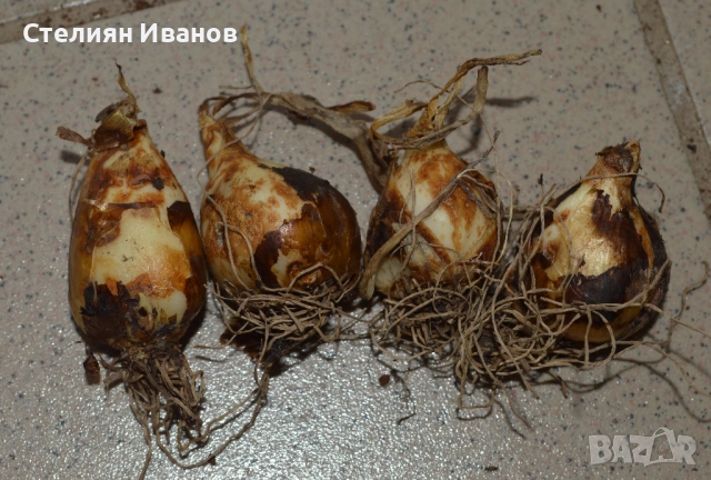 Камас, камасия (Camassia quamash) – луковици, снимка 4 - Сортови семена и луковици - 52371810