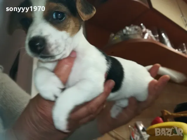 БЕБЕТА ДЖАК РЪСЕЛ-2025Г СЛАДУРИ 3БР 3001250718, снимка 3 - Джак ръсел териер - 48887534