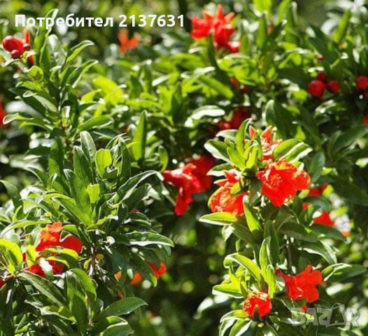 СТУДОУСТОЙЧИВИ ФИДАНКИ: РАЙСКА ЯБЪЛКА, НАР, БАДЕМ, КРУША, ЧЕРЕША, КИВИ, МУШМУЛА, АРОНИЯ, КАСИС и др, снимка 2 - Градински цветя и растения - 39868510