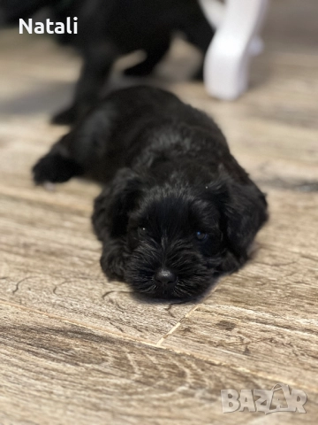 🐶 Малки съкровища търсят своя дом 🐾, снимка 10 - Други - 52828955