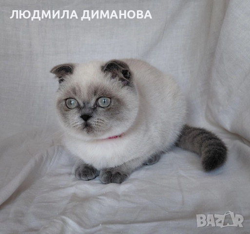 Шотландско момиче със сини очи 