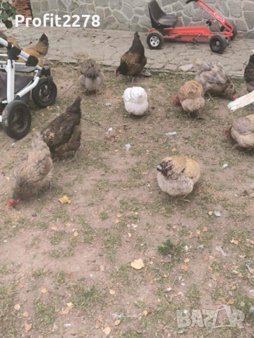 Цяло домашно пиле Био 2кг, снимка 2 - Кокошки и пуйки - 51865062