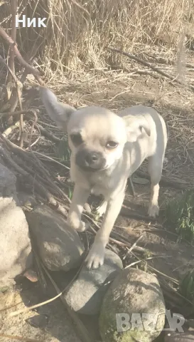 чихуахуа , снимка 3 - Чихуахуа - 48903223